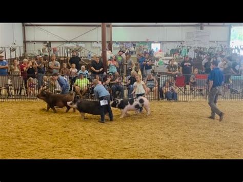 Greene County Fair Purebred Market Gilt Final Drive Youtube