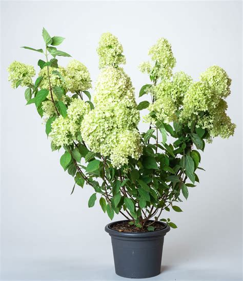 Rispenhortensie Limelight Hydrangea Paniculata Limelight G Nstig Kaufen