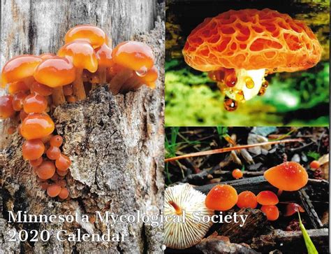 2020 MMS Calendars now available – Minnesota Mycological Society
