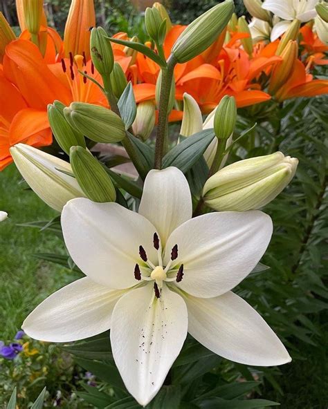 Pin by А on ЛІЛІЯ LILY | Watercolor flowers, White flowers, Rain lily