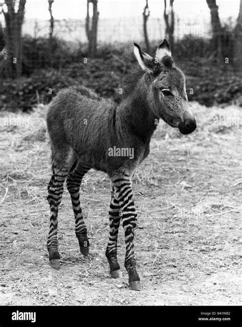 The Zedonk Mother A Donkey Father A Zebra They Live At Colchester