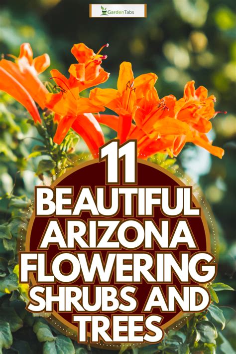 11 Beautiful Arizona Flowering Shrubs And Trees