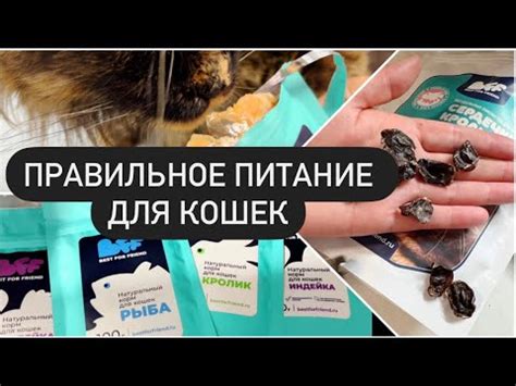 Правильное натуральное питание для кошек, найден идеальный вариант ...