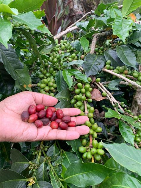 biji images   png stickers wallpapers backgrounds