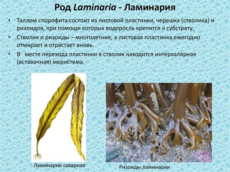 Бурые и зеленые водоросли - презентация онлайн