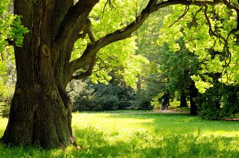 burr oak tree
