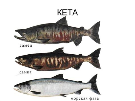 Рыба кета🐟: фото и описание. Как выглядит кета👍, чем питается и где водится