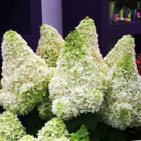 Гортензия Меджикал Мунлайт. Купить гортензию метельчатую 'Magical ...