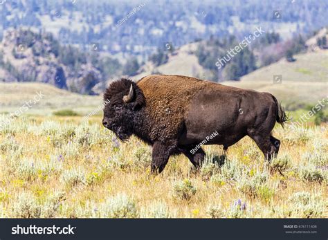 American Bison Buffalo Side Profile Early Stock Photo 676111408