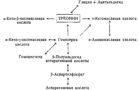 Превращения треонина - Треонин - Промежуточный обмен аминокислот