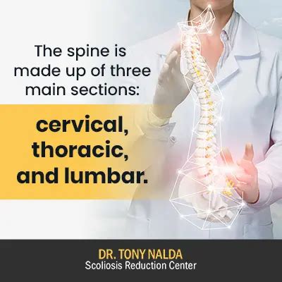 Human Spine Anatomy