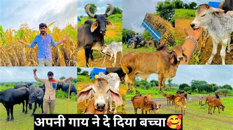 Apni Gay Ne Baccha De Diya Youtube