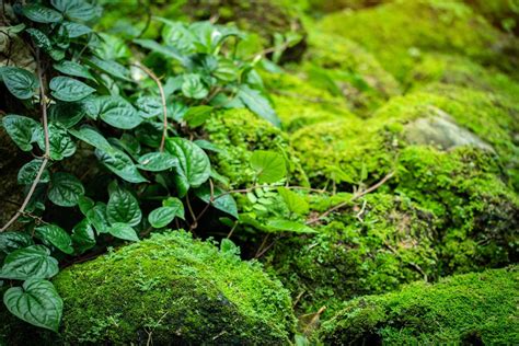 Field Stream Stock Photos, Images and Backgrounds for Free Download