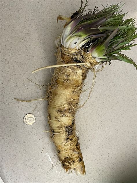 How to grow and harvest horseradish in Northeast Ohio, with help (again