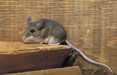 Deer Mouse - Peromyscus Maniculatus - Boreal Forest