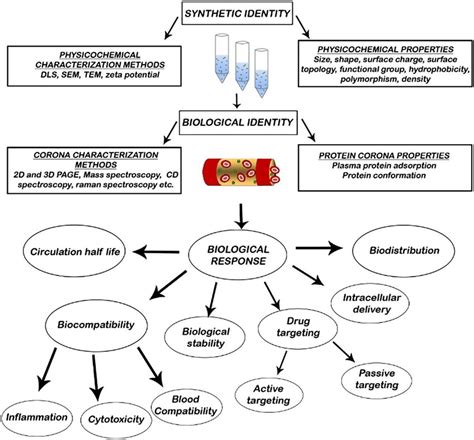 Possible Relationship Between Synthetic Identity Biological Identity