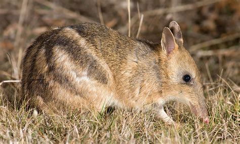 Australias 7 Cutest Marsupials And Where To Find Them Wanderlust