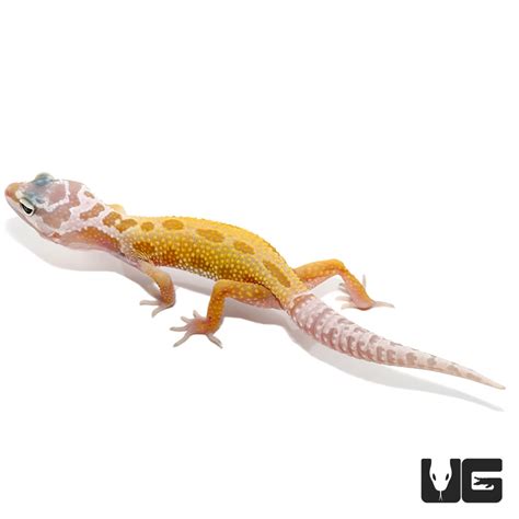 Baby Leucistic Leopard Gecko For Sale Underground Reptiles