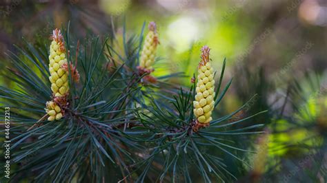 Pinus Resinosa Young Tender Cones On A Pine Branch In The Forest