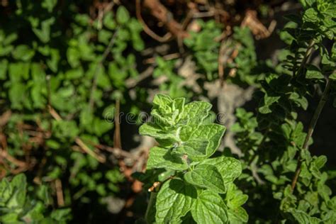 Greek Natural Herb Oregano Green And Fresh Oregano Flowers Stock Image