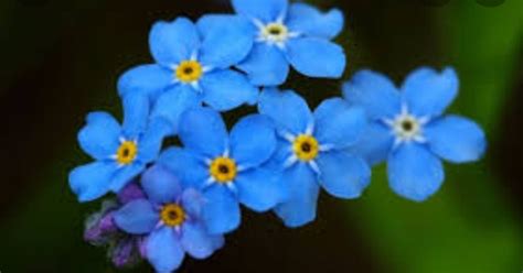 Создать мем "голубые незабудки, голубые цветы незабудки, незабудка ...