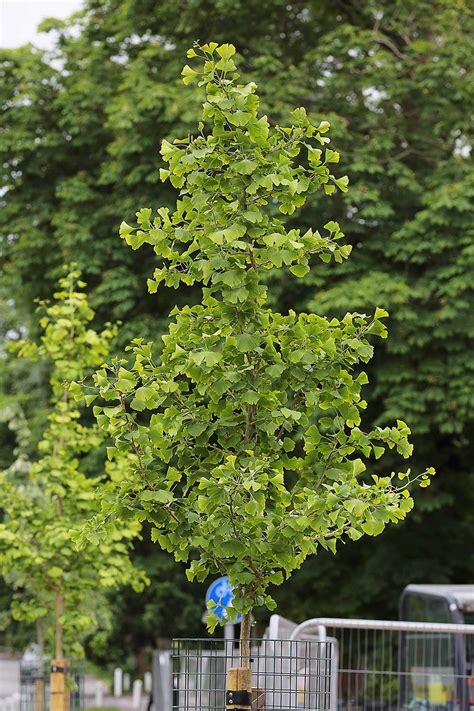 10000 Tree Whips To Be Planted Across The Estate Over 5 Years
