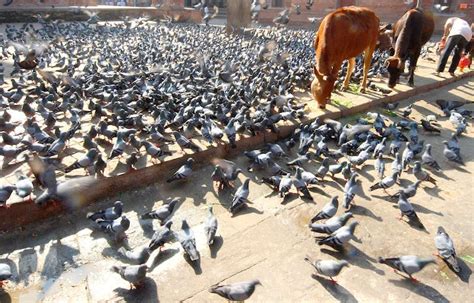 Чому голубам вдалося заполонити увесь світ – ЗВІДУСІЛЬ