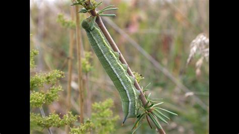 The Search For Hummingbird Hawk Moth Larvae Youtube