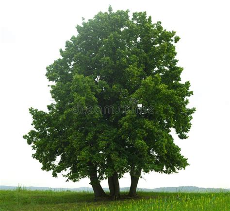 Albero verde fotografia stock. Immagine di albero, calce - 45172208