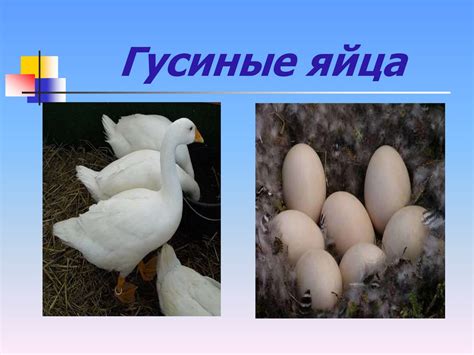 Блюда из яиц - презентация онлайн