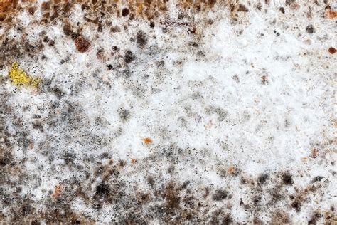 Is White Mold Dangerous How To Get Rid Of White Mold Water Heater Hub
