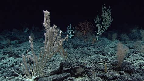 What Does The Ocean Floor Look Like Without Water Tour Viewfloor Co