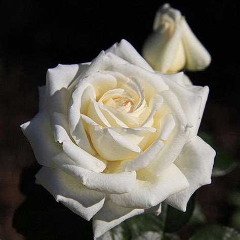 Роза Мейян чайно-гибридная Пьер Ардити купить с доставкой в интернет ...