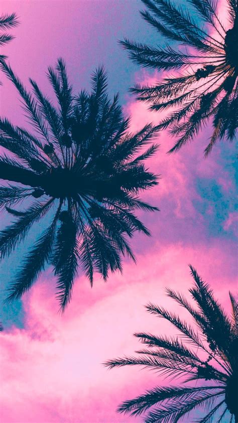 Pink Palm Tree Wallpapers - Top Free Pink Palm Tree Backgrounds