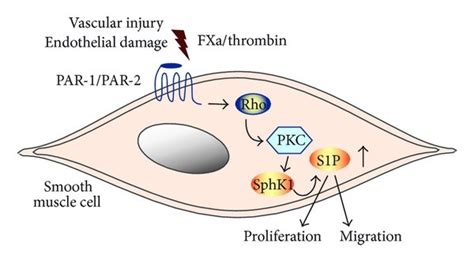 The Coagulation Proteases Thrombin And Activated Factor X Fxa Enhance