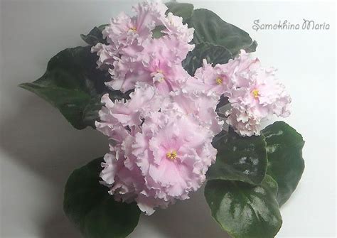 ЕК-Шармэль(спорт от ЕК-Белая Королева) | Fiori primaverili, Fiori