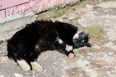 Gato Preto Carinhoso Com Patas Brancas Encontra Se Na Calçada Foto