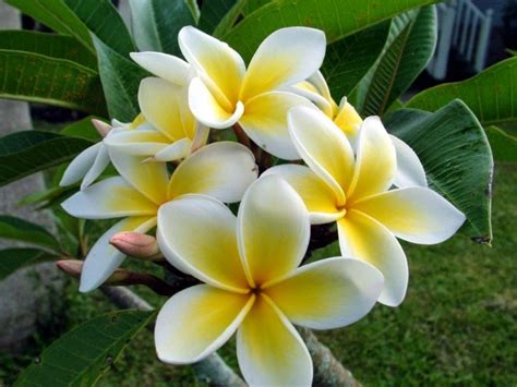 Kalachuchi Essential Oil - Top 10 Health Benefits