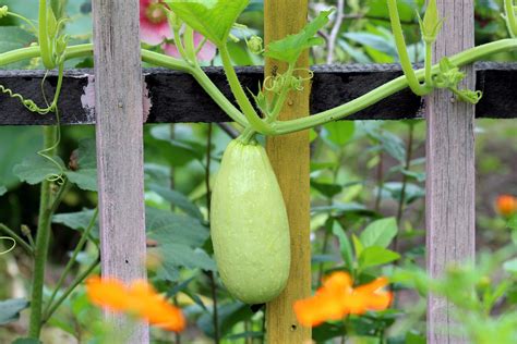 Cómo cultivar calabacín en vertical Cuándo plantar