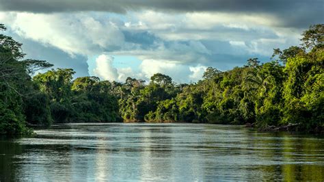 Tribunal de Justiça brasileiro ameaça biodiversidade amazônica