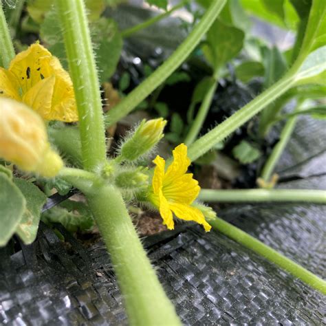 Our First Squash Blossoms are Blooming! - Vacuums R-Us and Sewing Too
