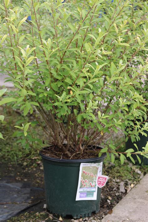 Willow Pink Japanese Pussy Mt Aso Wilson S Garden Center