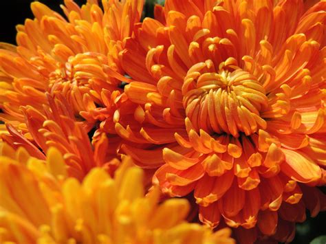 Orange chrysanthemum by Oukurella on DeviantArt