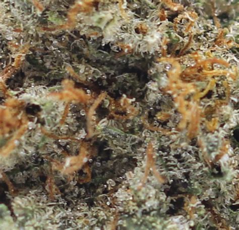 Purple Milk Aaa 475gram Crazycannabis Online Dispensary Canada