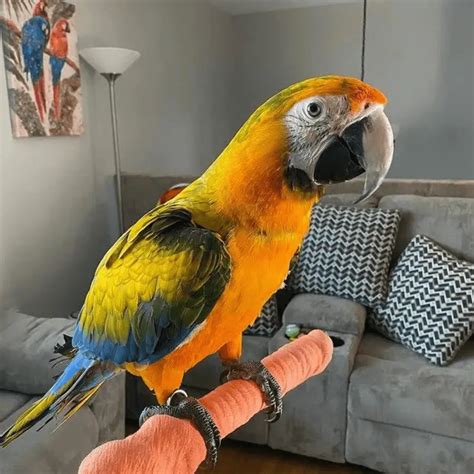 Catalina Macaw What Is A Catalina Macaw Catalina Macaw Facts