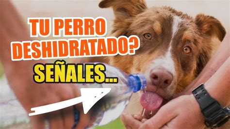 SEÑALES de Advertencia De DESHIDRATACIÓN en PERROS YouTube