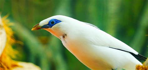 Mynah Bird Breed Traits Personality And Talkative Myna Bird Care