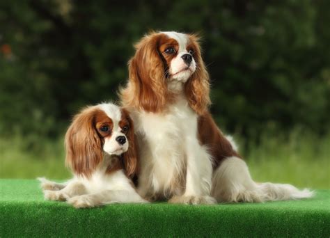 20 Popular And Cute Small Dog Breeds