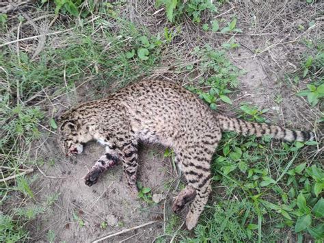 Geoffroys Cat From Los Ombúes Departamento Garay Santa Fe Argentina
