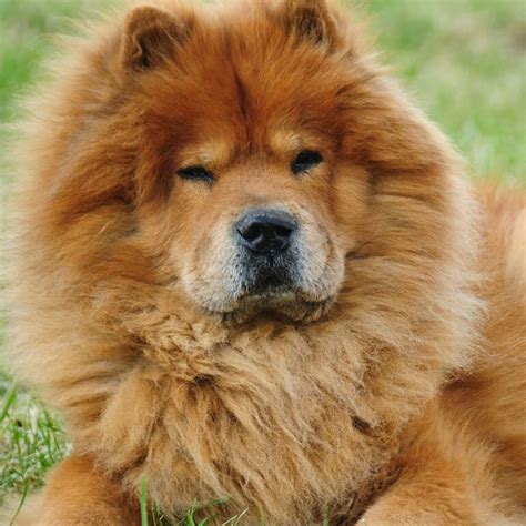 Чау чау: характеристика, плюсы и минусы, дрессировка, воспитание